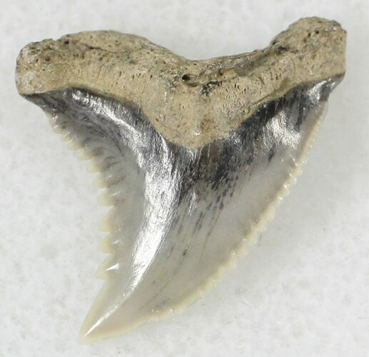 Hemipristis Shark Tooth Fossil - Virginia #20959